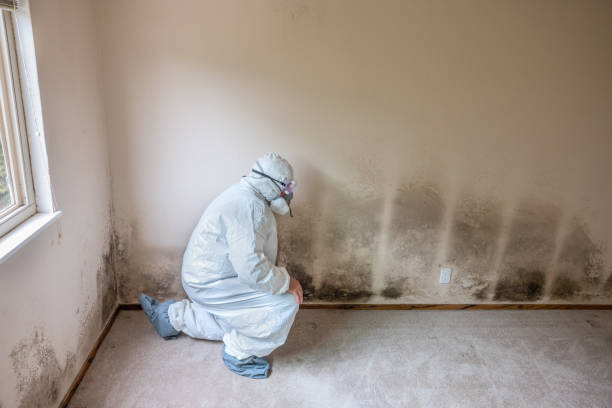 Best Post-Construction Mold Inspection  in Oxford, PA