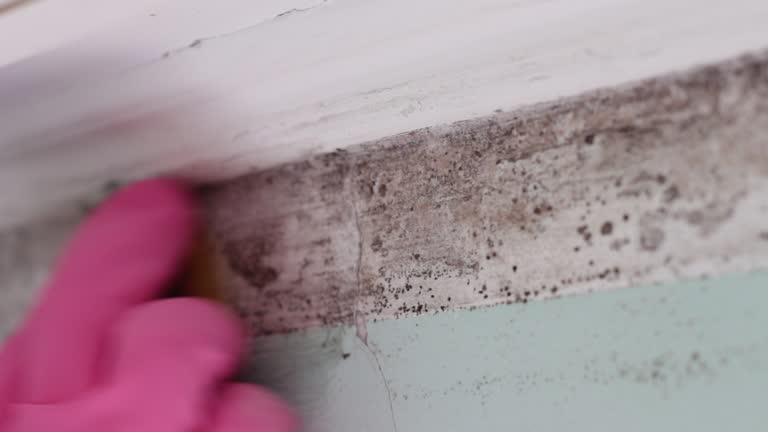 Mold Remediation for Vacation Homes in Oxford, PA